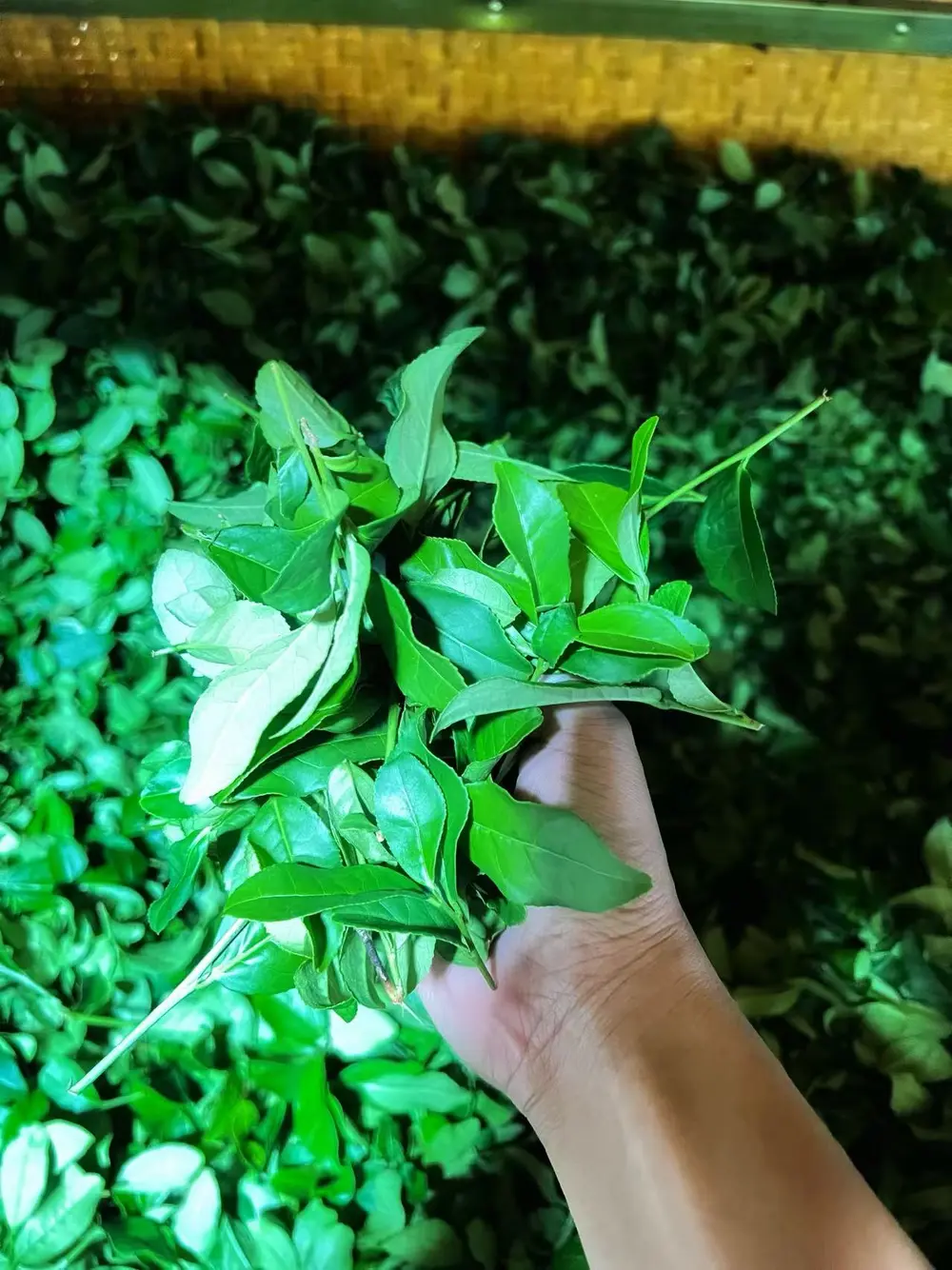 正兰峰制茶鲜叶检查