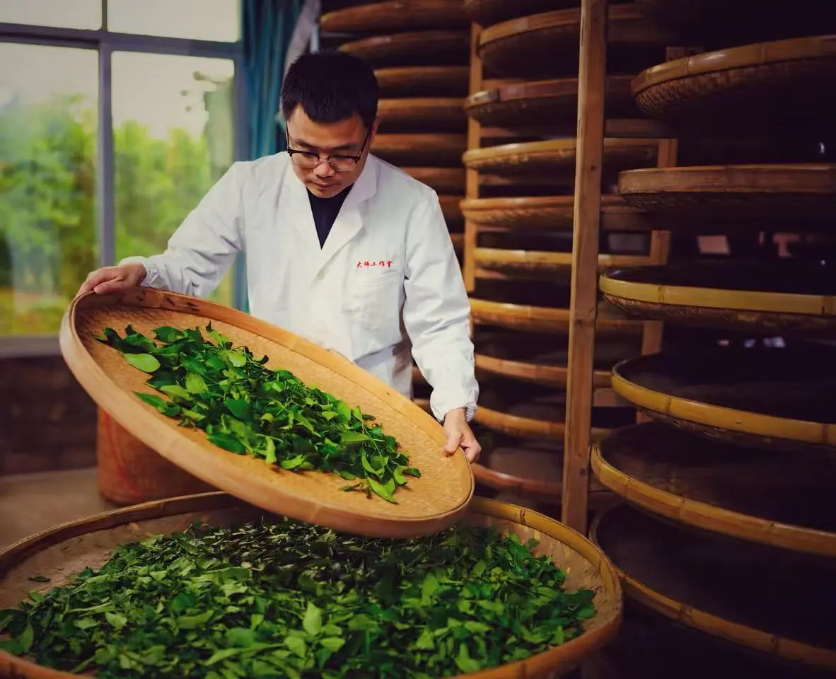 正兰峰制茶人员查看茶叶状态