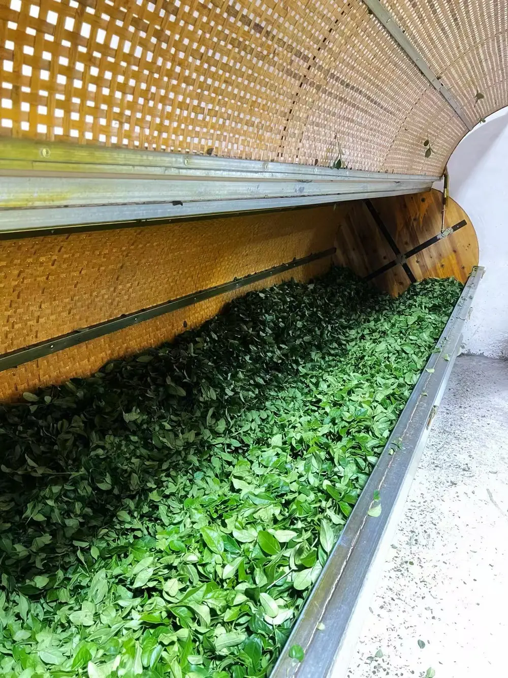 正兰峰制茶现场