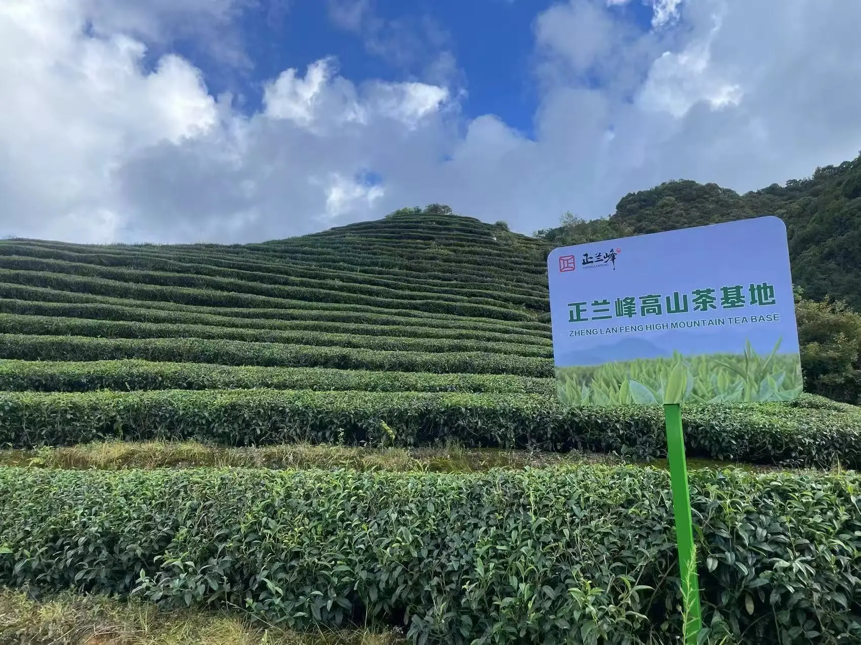 正兰峰彭溪村高山茶园基地