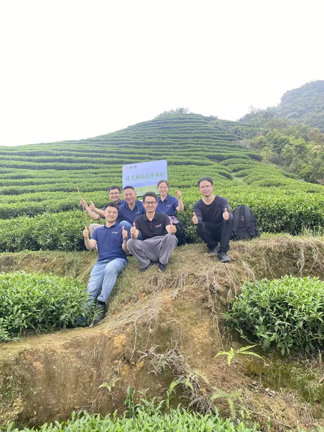 正兰峰团队在高山茶园
